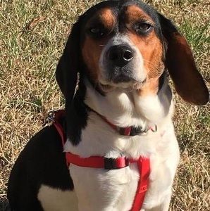 Meet your Posher, Dixie n dawn